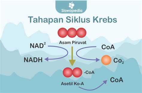 Enzim Yang Berperan Dalam Siklus Krebs