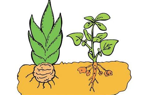 Compartir Imagen Reproduccion De Las Plantas Dibujos The Best Porn