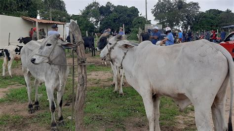 Feira Do Gado Na Cidade De Ibiapina Cear Dia Uma Feira