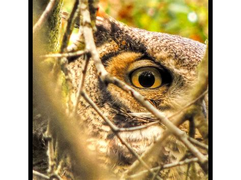 Great Horned Owl Behind A Natural Blind Smithsonian Photo Contest