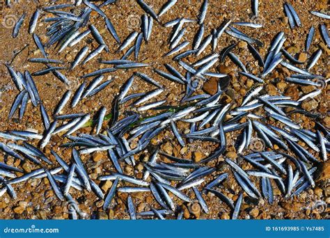 Japanese Anchovy Fishes Engraulis Japonicus Closeup Fishes Throwing