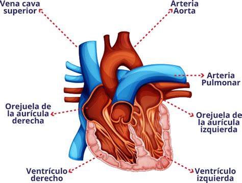 Conozca Su Corazón Lcih