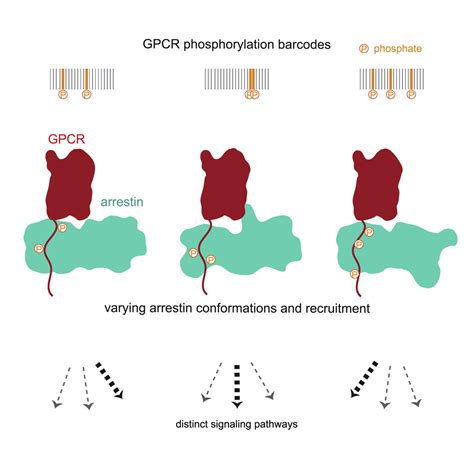 How Gpcr Phosphorylation Patterns Orchestrate Arrestin Mediated