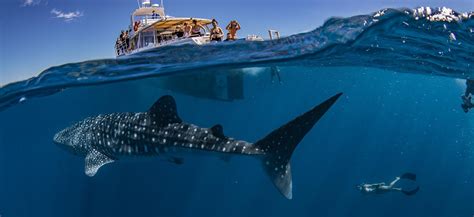 Exmouth Dive Whalesharks Ningaloo Whale Shark Tours Diving Tours