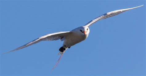 Tropicbird - A-Z Animals