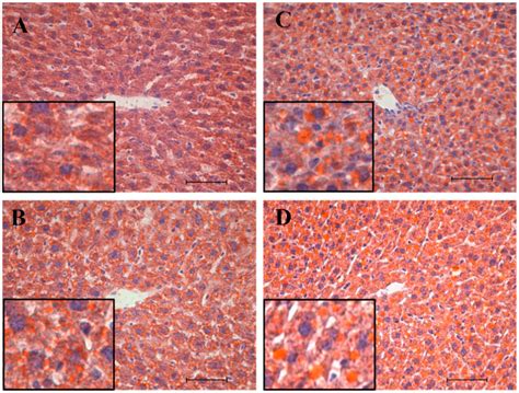 Nutrients Free Full Text The Role Of Mitochondria In Sex Dependent