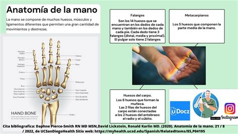 Anatom A De La Mano Lasaludseprotege Udocz