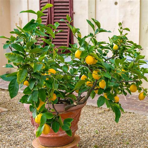 improved meyer lemon bush  sill
