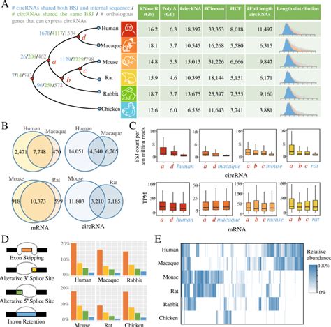 CircRNAs Expression Profiles In Vertebrate Brain Tissues A CircRNAs