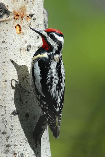 Carpintero Moteado Aves Del Municipio De Jilotepec Veracruz