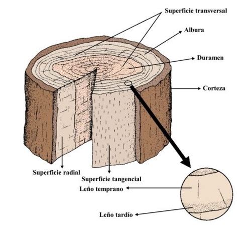 La Madera Mind Map