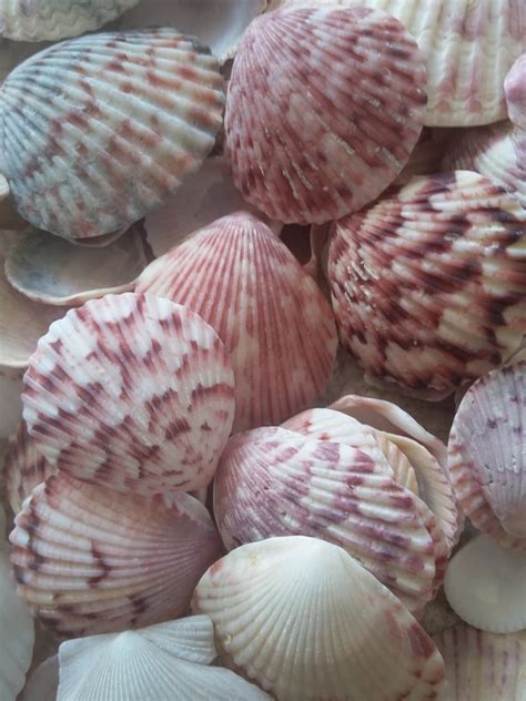 Atlantic Calico Scallop Colorful Seashells 10 To 100 Pcs Etsy