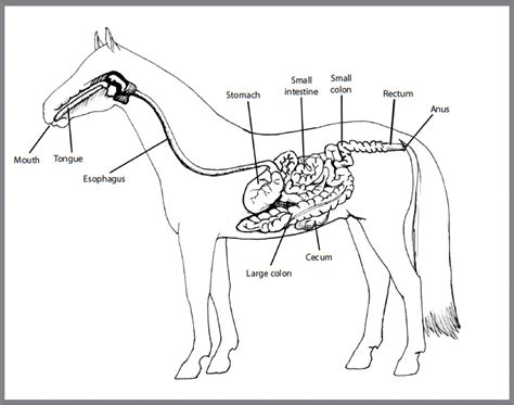 digestive system diagram black  white