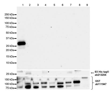 Anti PKC epsilon 抗体 EPR28194 50 BSA and Azide free ab317499