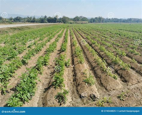 Peanut Grow As Rotation Crop on Rice Growing Area Stock Image - Image ...