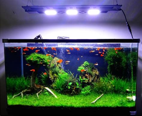 Detail Ukuran Standar Aquarium Aquascape Koleksi Nomer 19