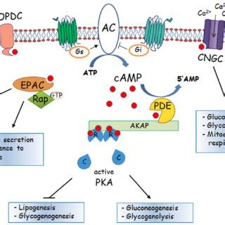 Schematic Representation Of The Main Pathways And Down Stream Effectors