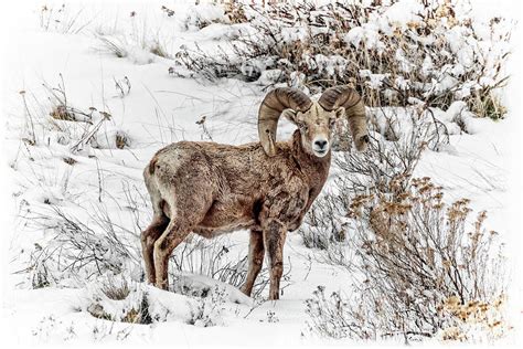 Bighorn Ram In Winter Photograph By Wes And Dotty Weber Fine Art America