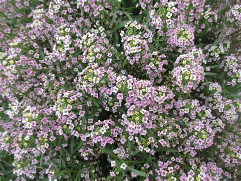 Алиссум вегетативный (Много фото!) - treepics.ru