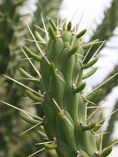 Austrocylindropuntia Subulata Eve S Needle Cactus World Of Succulents Cactus Plants