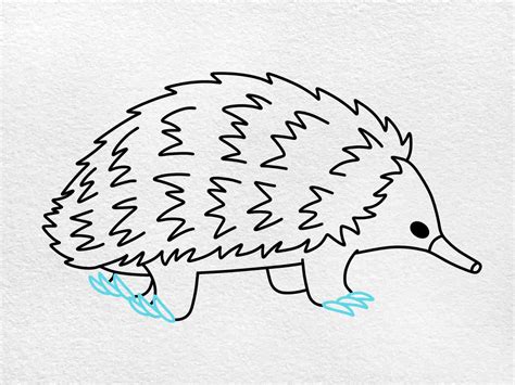 How to Draw an Echidna - HelloArtsy