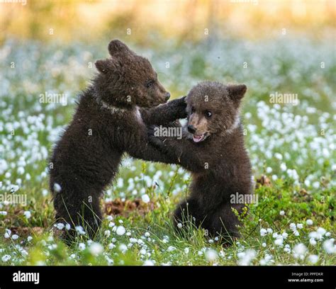 Brown Bear Cubs Playing At Sunset Hi Res Stock Photography And Images