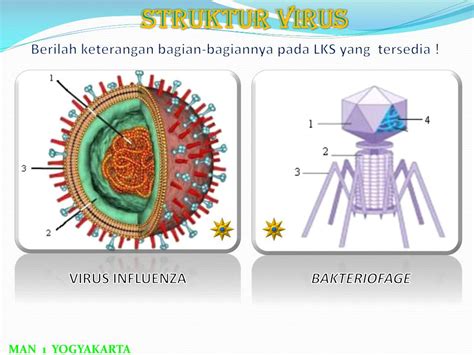 Gambar Virus Hiv Dan Keterangannya – pulp