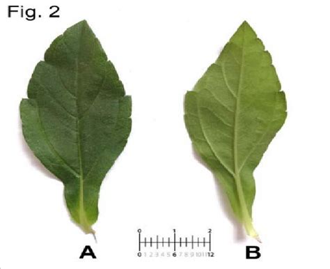 An Upper Surface Of Leaf B Lower Surface Of Leaf Microscopic Study Of