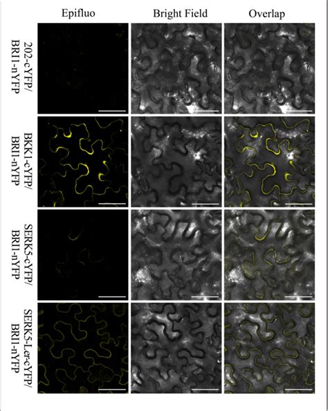 Figure From Somatic Embryogenesis Receptor Like Kinase In The