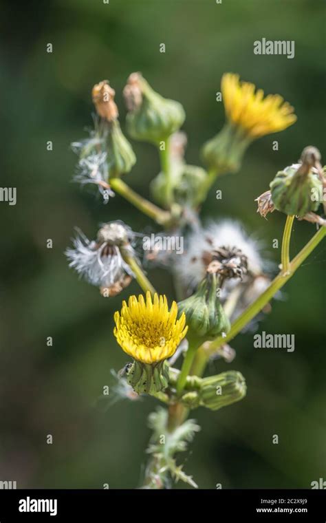 Yellow Flowers And Seeding Flower Heads Of Prickly Sow Thistle