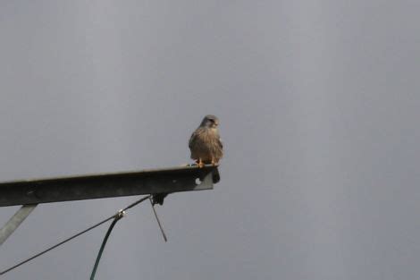 Kestrel Falco Tinnunculus Irish Birding