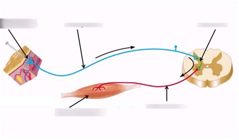 practical 1 Diagram | Quizlet 