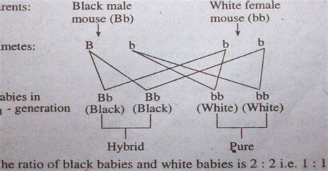SEE Science (Heredity) Notes - SEE Notes