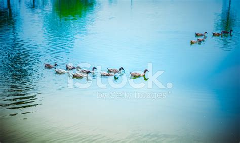 Ducks Swimming Stock Photo | Royalty-Free | FreeImages