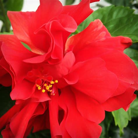 Double Red Hardy Hibiscus For Sale Online | The Tree Center