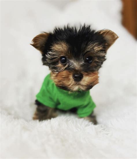 Teacup Yorkie For Sale Up To Yorkies For Sale Under