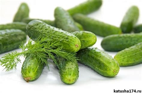 Свежий огурец – один из лучших растительных продуктов для нашего ...