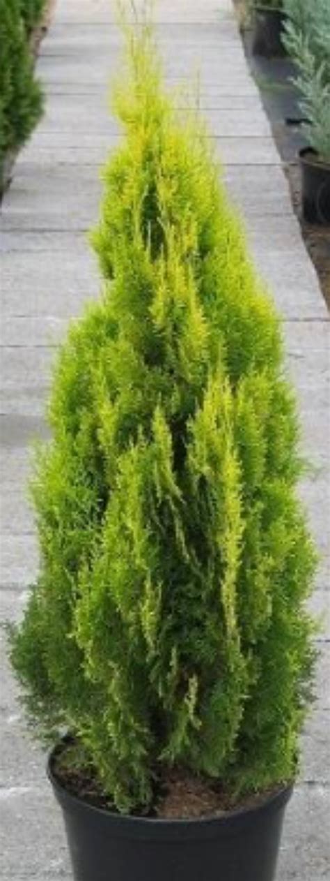 THUJA ORIENTALIS PYRAMIDALIS AUREA CLT 12 80 100 Tuja 8033103230038