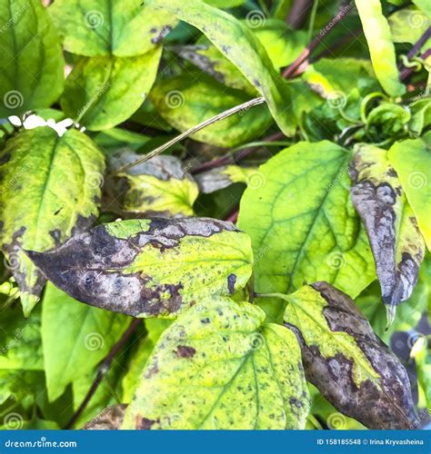 Malattie Fungine Sulle Foglie Verdi Delle Piante Da Giardino Fotografia