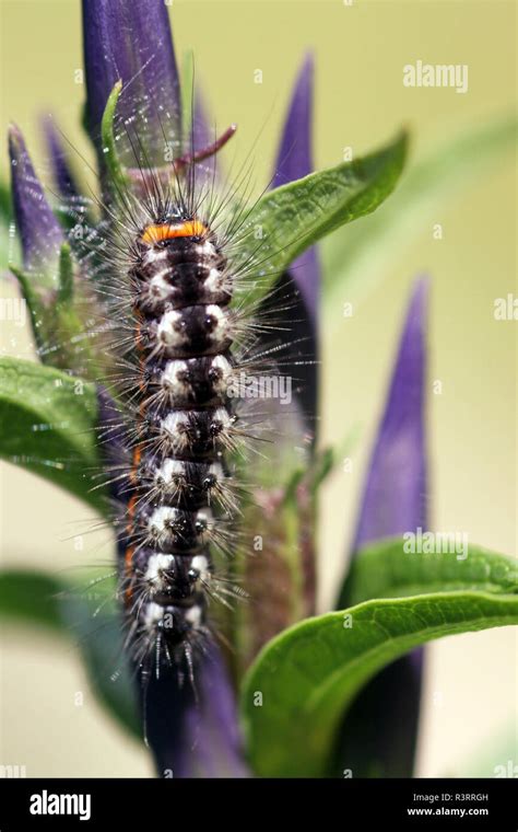 butterfly worm wolfsmilch bark owl Stock Photo - Alamy