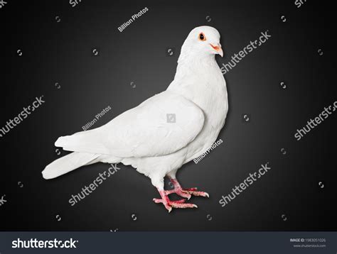 Symbol Freedom World Beautiful White Dove Stock Photo 1983051026 | Shutterstock