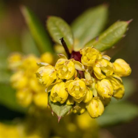 Premium Photo | Wintergreen barberry berberis julianae