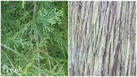 17 Different Types of Cedar Trees & Their Identifying Features