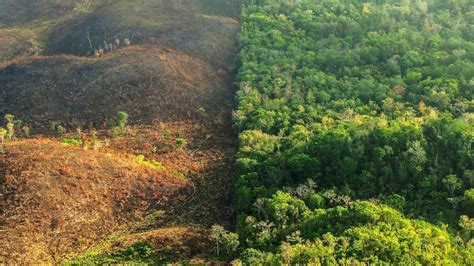 Petition · New Deforestation Laws Australia (school project ...