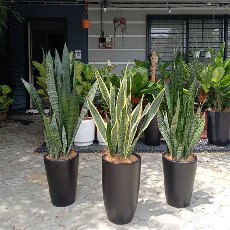 tanaman  cocok  depan rumah menurut feng shui