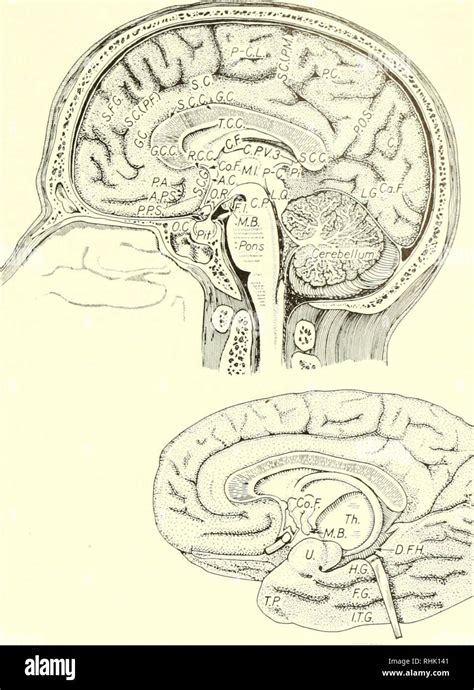 Mammillary Body High Resolution Stock Photography And Images Alamy