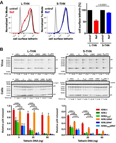 HIV 1 AD8 Nef Antagonises The Long L Isoform Of Tetherin And