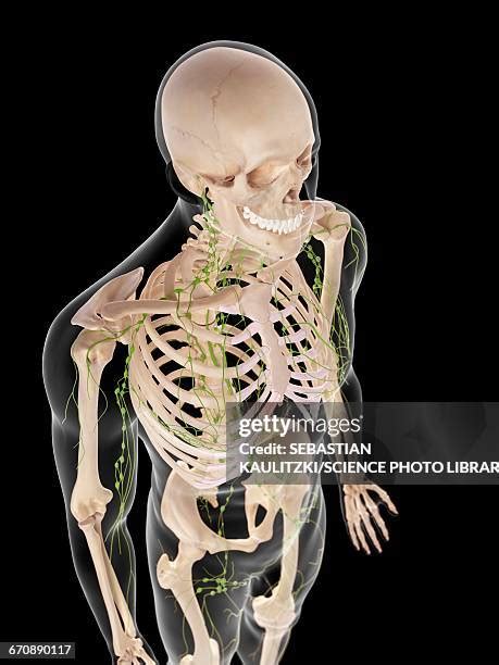 Lymph Node 3d Render Photos And Premium High Res Pictures Getty Images