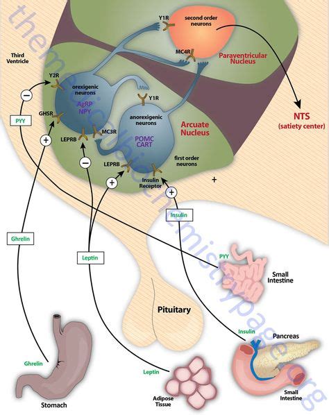 Hypothalamic Circuits In The Control Of Appetite Natural Appetite