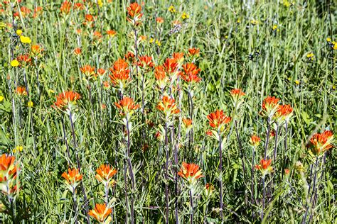 Minnesota Seasons Scarlet Indian Paintbrush